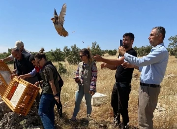 Şırnak’ta 600 kınalı keklik doğaya salındı
