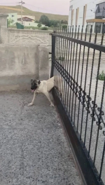 Sivas’ta demir kapının parmaklıklarına sıkışan köpek böyle kurtarıldı
