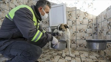Sokak hayvanlarının rehabilitasyonu amacıyla 120 milyon lira destek sağlandı