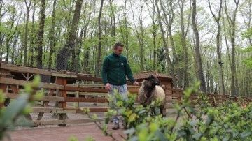 Suffolk cinsi koyun ile bakıcısının dostluğu Ormanya'ya renk kattı