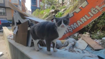 Sultangazi’de kayıp kedileri bulmak için camiden anons yapıldı

