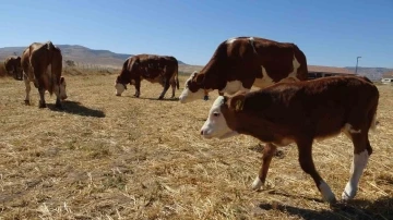 Sultansuyu’nda süt sığırcılığı üretimi arttırılıyor
