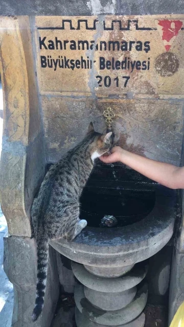 Susayan kediye elleri ile su içirdi
