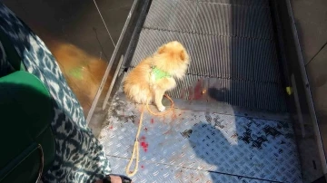 Taksim’de köpek yürüyen merdivene sıkıştı
