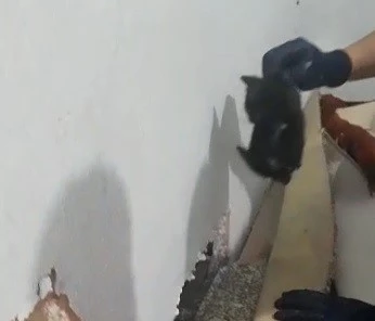 Tavşanlı’da iki duvar arasında sıkışan yavru kedi, itfaiye ekiplerince kurtarıldı
