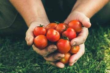 Taze domates ihracatındaki yasak kaldırıldı
