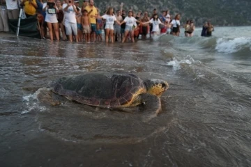 Tedavi edilen 8 kaplumbağa, Cumhuriyetin 100. yıllında denize bırakıldı
