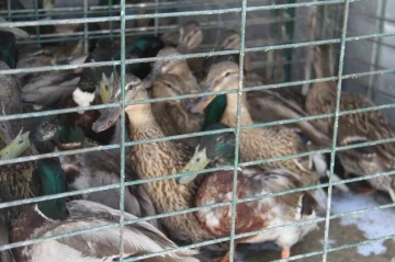 Tedavisi tamamlanan yaban ördekleri Beyşehir Gölü’ne salındı
