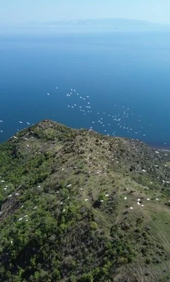Tekirdağ’da pelikanların göçü muhteşem görüntülere sahne oldu
