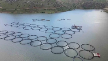 Tercan Barajı’nda 150 kafeste üretim yapılıyor
