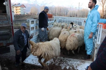 16 üreticiye 400 koyun dağıtıldı