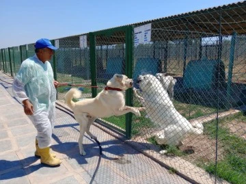 Bursa'da yetiştirilen Türk ırkı köpekler yabancılara satılmıyor 