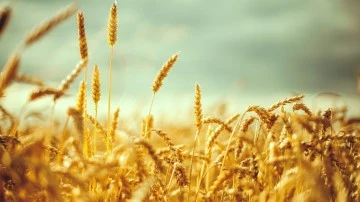 Türkiye ilk 2 ayda 1 milyon 528 bin 854 ton buğday ithal etti