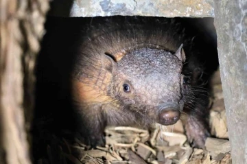 Türkiye’nin ilk armadillo yavrusu 3 buçuk ay önce dünyaya gözlerini açtı
