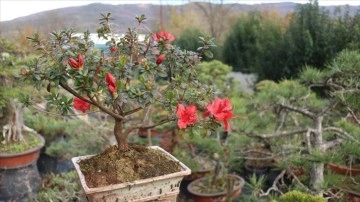 Türkiye'nin ilk bonsai müzesi Yalova'da kuruluyor
