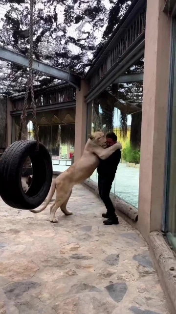 Tuzla’da veteriner ile Angel isimli aslan arasındaki sevgi bağı görenleri şaşırtıyor

