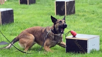 "Uluslararası Narkotik Dedektör Köpekler Şampiyonası" Ankara'da başladı