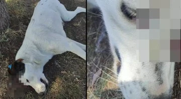 Vahşet: Savunmasız köpek tabanca ile başından vurularak öldürüldü 