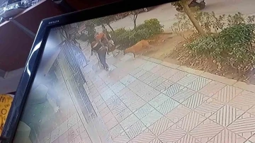 Vatandaşlara saldıran pitbull yakalanarak bakımevine alındı
