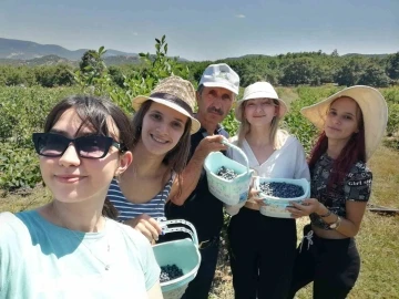 Romanyalı kızlar Orhaneli'nde yaban mersini hasadı yaptı