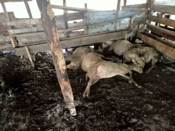 Yalova’daki sokak köpekleri 10 koyunu telef etti, 15’ini de yaraladı
