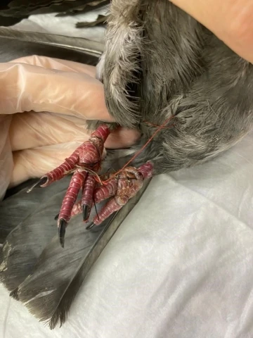 Yaralı güvercine hayvanseverler sahip çıktı
