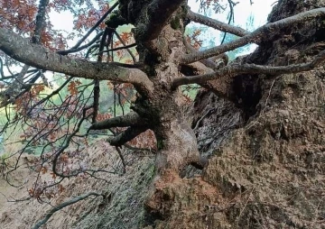 Yaşlı meşe ağacı ilgi odağı oldu
