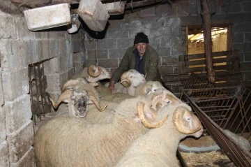 Yıllarca Türkiye’nin her yerini dolaşan kamyon şoförü huzuru koyunlarda buldu
