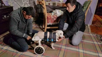 Bursa'da yolda bulduğu engelli köpeği yaptığı düzenekle hayata bağladı