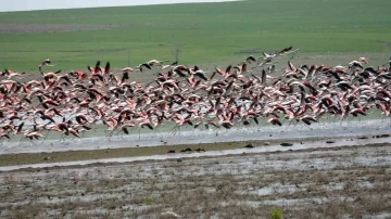 Yozgat’a misafir kuşların göç yolculuğu başladı
