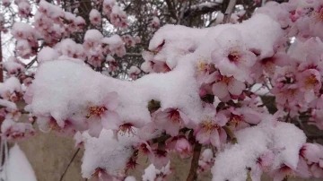 Yozgat’ta erken çiçek açan badem ağaçları kar altında kaldı

