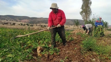 Yozgat’ta şeker pancarında imece usulü hasat
