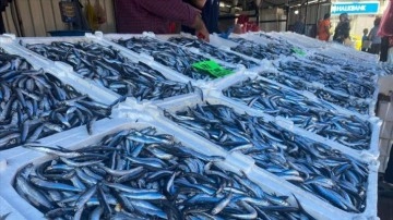 Zonguldak'ta deniz suyunun sıcaklığı balık miktar ve fiyatını olumsuz etkiliyor