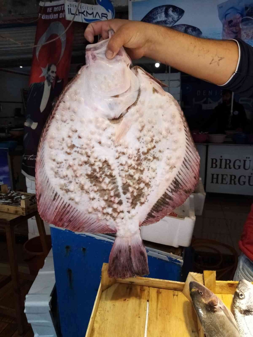 Balıkçı ağına takılan üç kiloluk kalkan balığı 600 liradan satışa çıktı