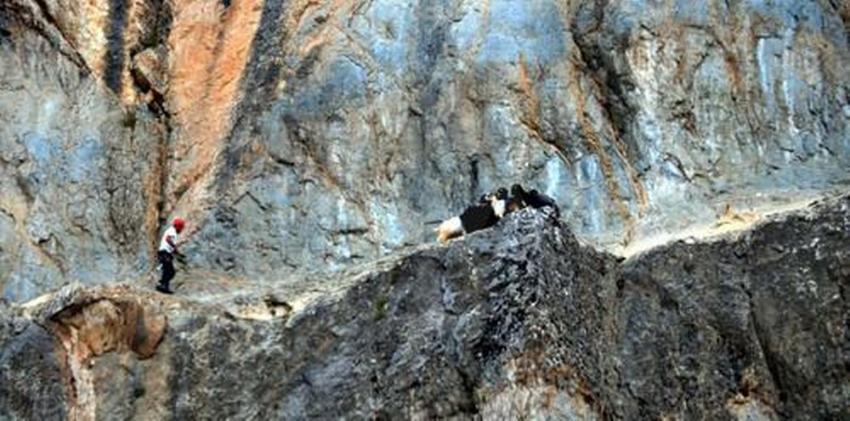 Uçurum kenarındaki keçilere dağcılardan kurtarma operasyonu