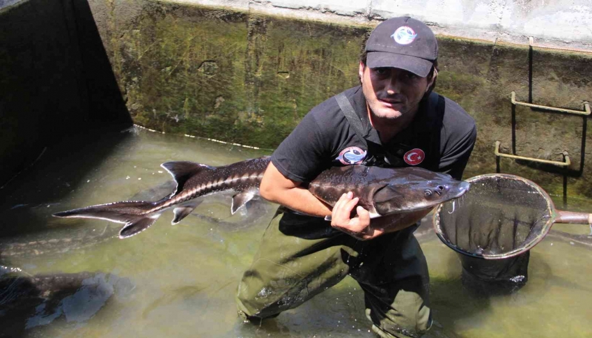 Nesli tükenme tehlikesi altındaki Mersin balığından 100 bin yavru aldılar