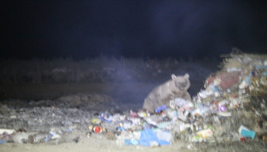 Boz ayılar yiyecek ararken görüntülendi - Bursa.com