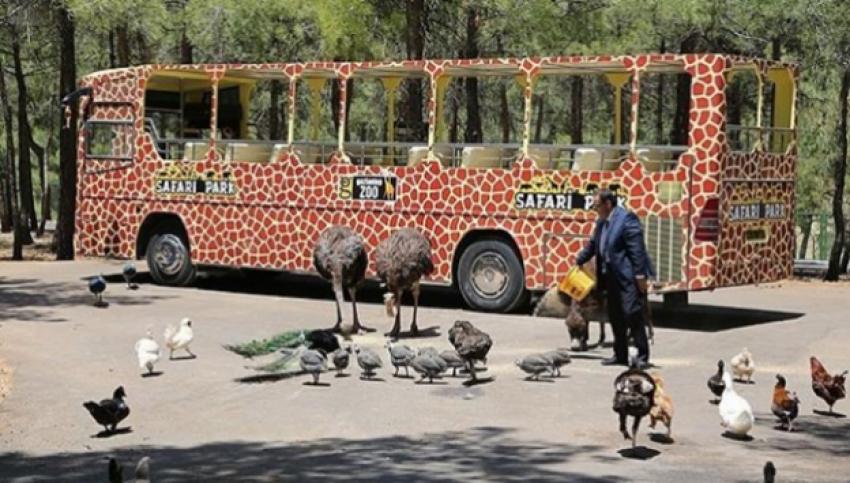 Türkiye'nin ilk safari parkına yoğun ilgi