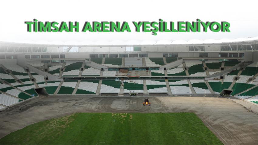 Timsah Arena yeşilleniyor