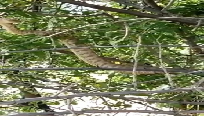 Türkiye’nin en zehirli yılanı Tunceli’de görüntülendi