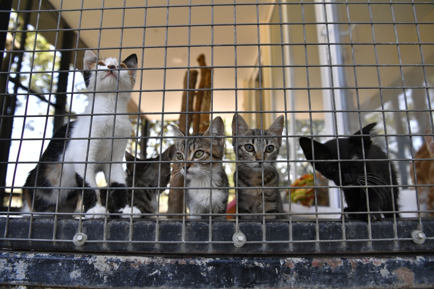 Osmangazi De Yavru Kediler Yeni Sahiplerini Bekliyor Bursa Com